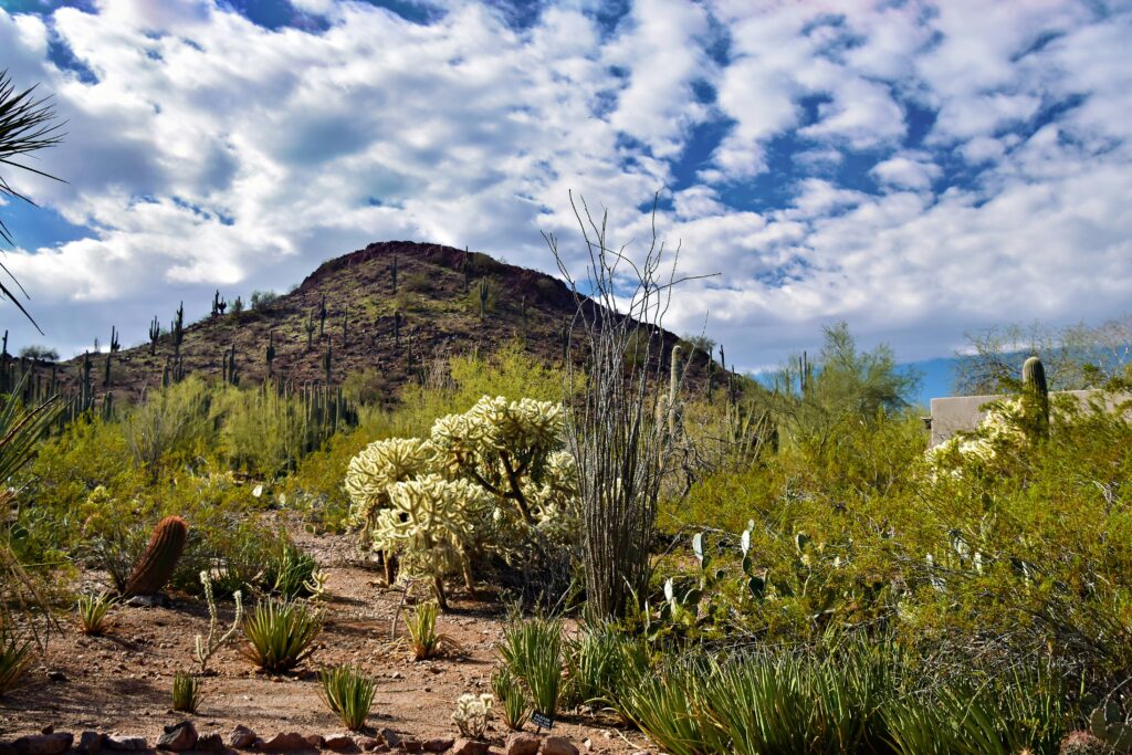 Desert in Chandler, Arizona.